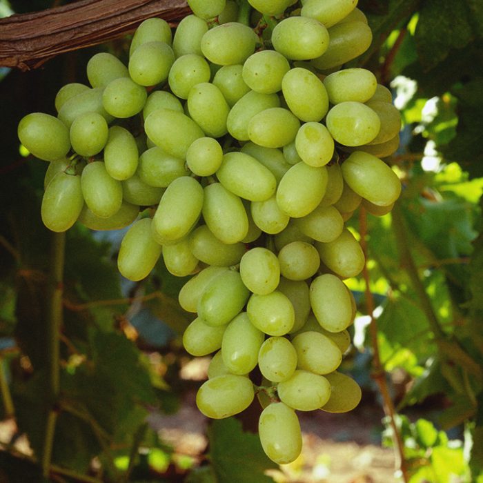 The Vanguard International Group — Update: Indian Grapes