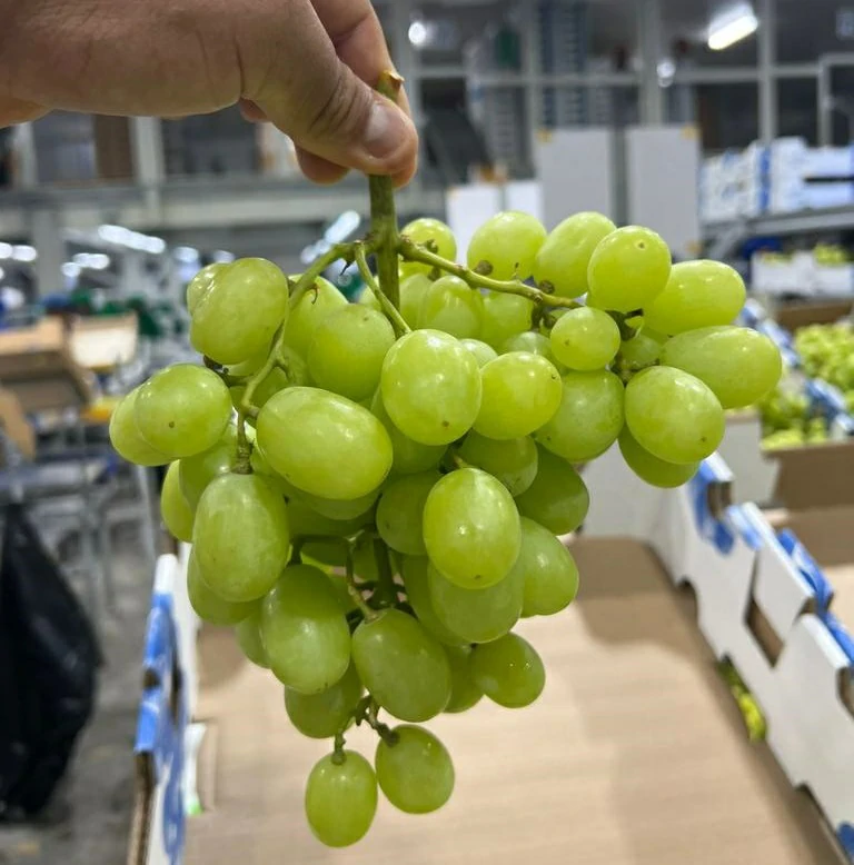 South Africa Grape Update